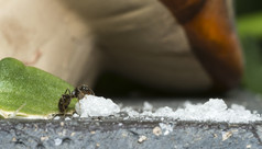 蚂蚁吃糖水晶