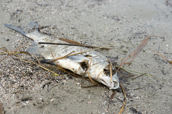 死鱼的海滩与沙子而且稻草