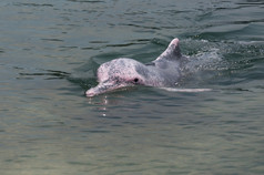非常罕见的粉红色的海豚新加坡保护区域