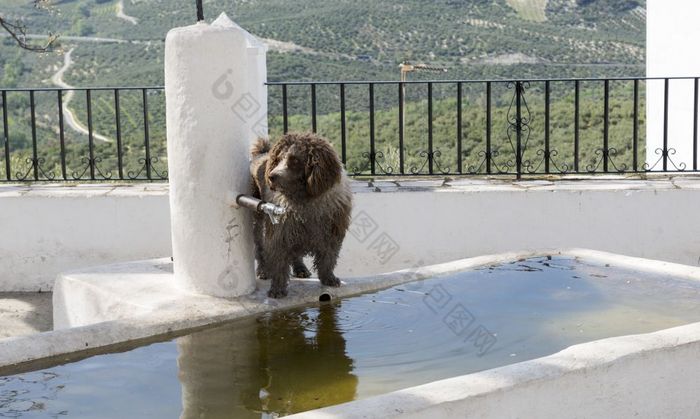 棕色（的）狗看为喝水喷泉西班牙