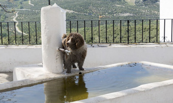 棕色（的）<strong>狗</strong>看为<strong>喝水</strong>喷泉西班牙