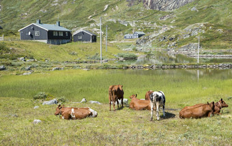 放牧棕色（的）牛与岩石和小池塘与水的背景包围在木房子<strong>挪威</strong>
