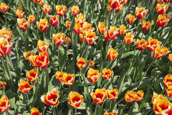 提起红色的和黄色的潜行花荷兰在哪里的花是著名的和受欢迎的为出口场红色的和黄色的郁金香荷兰场红色的和黄色的郁金香荷兰