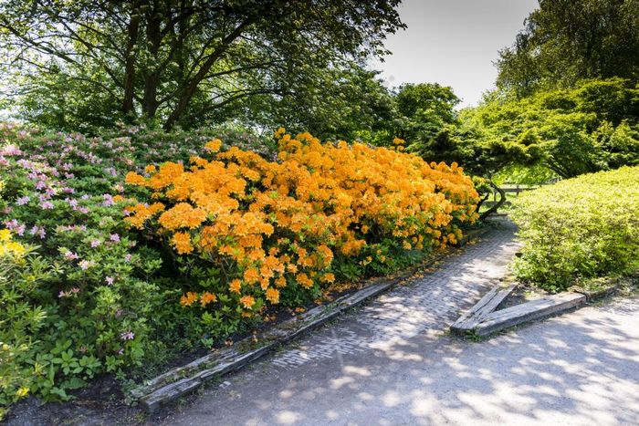 美丽花园公园clingendael荷兰这公共开放公园与美丽花和植物杜鹃花和杜鹃花和日本花园公园clingendael的黑格荷兰公园clingendael的黑格荷兰