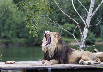 咆哮的狮子屋顶Safari车与女狮子下一个他咆哮的狮子前车