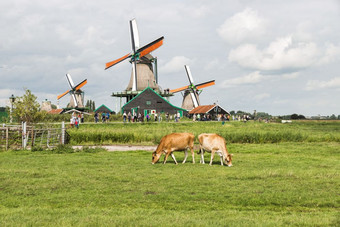 赞丹荷兰8月-荷兰牛的场与人享受的风车雍斯安背景雍斯安老村荷兰与风车和老房子雍斯安与人风车老公牛