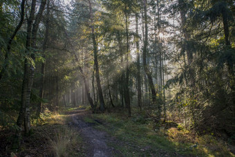 <strong>阳光</strong>和<strong>阳光</strong>的森林修女荷兰公园Veluwe<strong>阳光</strong>森林荷兰