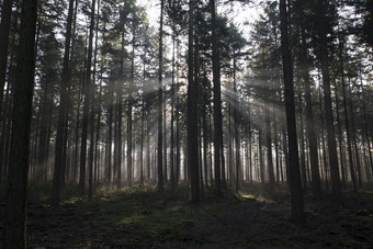 <strong>阳光</strong>和<strong>阳光</strong>的森林修女荷兰公园Veluwe<strong>阳光</strong>森林荷兰