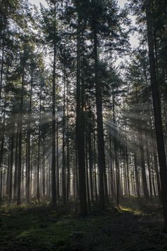 阳光和阳光的森林修女荷兰公园Veluwe阳光森林荷兰