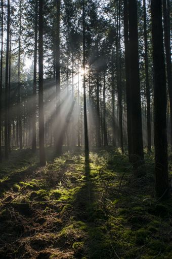 阳光和阳光的森林修女荷兰公园Veluwe阳光森林荷兰