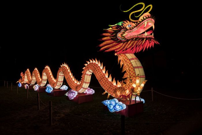 rhenen荷兰12月- - -中国人光节日的动物园手荷兰这中国人光节日显示的世界的中国人文化与的开始新一年中国人光节日与的红色的龙