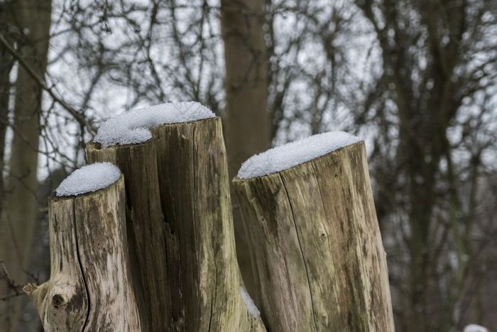 三个木树树桩与雪的头冬天森林的荷兰三个木树树桩与雪的头