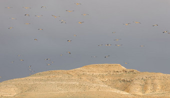 以色列内盖夫群迁移鹳飞在培养场鸟是主要害虫农民群迁移鹳以色列