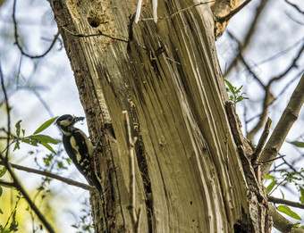啄木鸟dendrocopus主要喂养年轻的鸟啄木鸟dendrocopus主要喂养