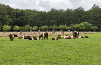 农庄命名后传统的荷兰牛片状天鹅绒意义的荷兰系上腰带荷兰系上腰带做不有彩色的点和不单色要么其他牛品种场与荷兰系上腰带牛荷兰