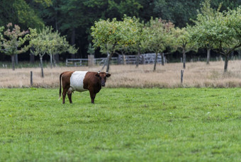 农庄命名后传统的荷兰牛片状天鹅绒意义的荷兰系上腰带荷兰系上腰带做不有彩色的点和不单色要么其他牛品种