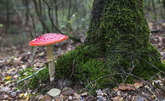 非常大飞木耳红色的蘑菇与白色点树完整的莫斯