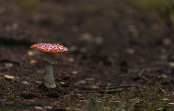 飞木耳红色的蘑菇与白色点的森林飞木耳红色的蘑菇