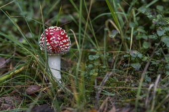 飞木耳红色的蘑菇与白色点的森林飞木耳红色的蘑菇