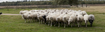 群羊<strong>放</strong>牧的场<strong>荷</strong>兰和的狗控制群羊<strong>放</strong>牧的草