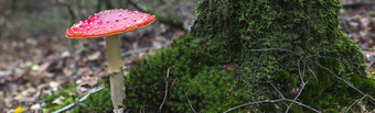 非常大飞木耳红色的蘑菇与白色点树完整的莫斯非常大飞木耳红色的蘑菇