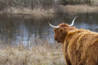 加洛韦高地牛与大角的荷兰自然看的水池塘的沙丘荷兰