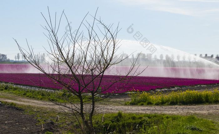 浇水与灌溉系统喷水灭火系统荷兰郁金香字段紫色的浇水荷兰郁金香字段紫色的和黄色的