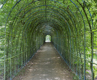 与攀爬植物杂<strong>草丛</strong>生的通道花园杂<strong>草丛</strong>生的通道花园