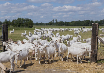山羊吃草高草原荷兰农场动物景观蓝色的天空和白色云背景