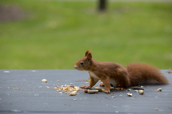 红色的松鼠看为种子和其他食物和找到花生花园表格红色的松鼠看为食物