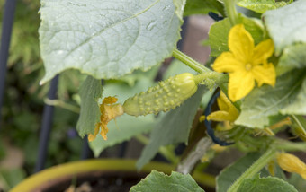 蔬菜花园与年轻的新鲜的黄瓜开始<strong>成长植物</strong>与的花可见的背景蔬菜花园与年轻的新鲜的黄瓜开始<strong>成长</strong>