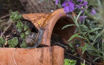 棕色（的）花园蜗牛棕色（的）花园蜗牛常见的花园蜗牛欧洲棕色（的）蜗牛螺旋aspersa科努阿斯珀苏姆隐翅目aspersus花园