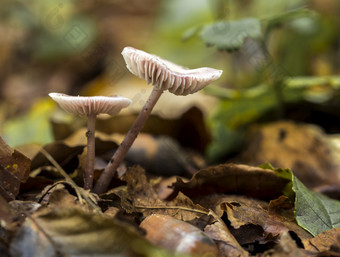小真菌蘑菇绿色莫斯的秋天森林小真菌蘑菇