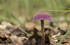 紫色的蘑菇软焦点与浅深度laccaria紫水晶的紫水晶骗子之间的的莫斯和蕨类植物的森林地板上laccaria紫水晶的紫水晶蘑菇