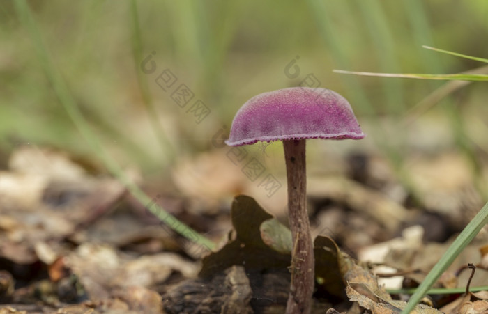 紫色的蘑菇软焦点与浅深度laccaria紫水晶的紫水晶骗子之间的的莫斯和蕨类植物的森林地板上laccaria紫水晶的紫水晶蘑菇