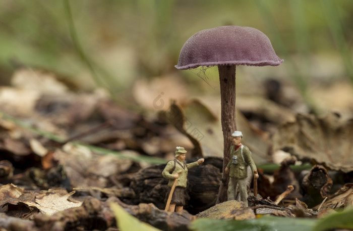 的森林游骑兵队是会说话的下蘑菇的森林小数图片