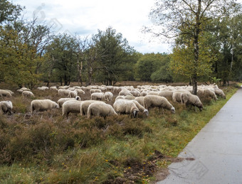 群羊放牧国家公园Veluwe荷兰群羊放牧的Veluwe