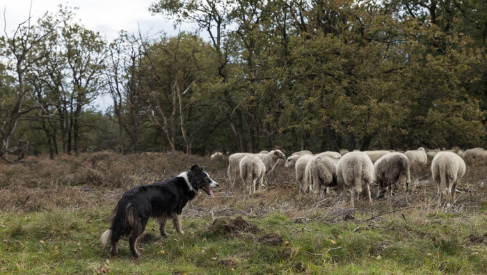 边境牧羊犬而放牧群羊非常警报和等待为命令的谢泼德