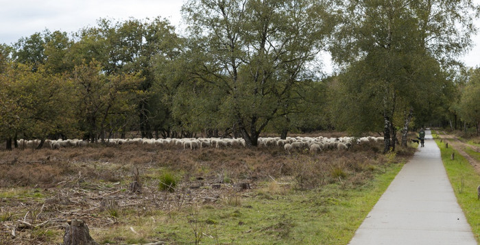 库特韦克荷兰-okt -谢泼德与群羊放牧国家公园Veluwe谢泼德与群羊放牧