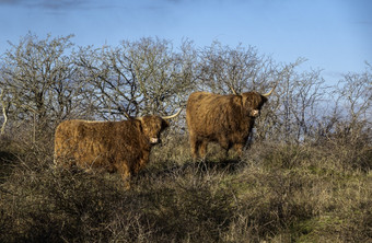 两个高<strong>地牛</strong>的沙丘荷兰的冬天早....与蓝色的天空高<strong>地牛</strong>的沙丘荷兰