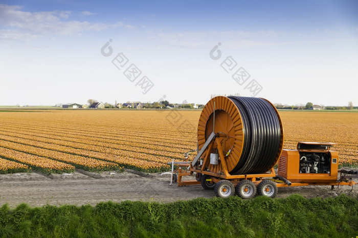 橙色郁金香字段的荷兰与水灌溉系统的前景那可以泵水从的沟为灌溉