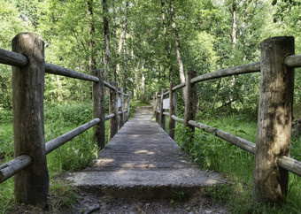 木桥在小河的自然hollan你<strong>奥斯特</strong>韦克与的Greeen树的公园木桥使树树干