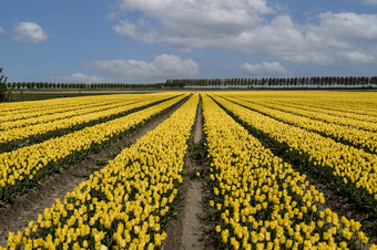 黄色的郁金香和蓝色的天空与白色云黄色的郁金香场荷兰