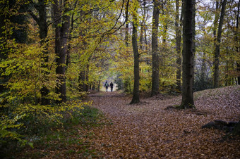 ootmarsum荷兰11月-夫妇走森林荷兰在的秋天季节这toutistic的地方因为的美丽森林年轻的夫妇与背包走森林