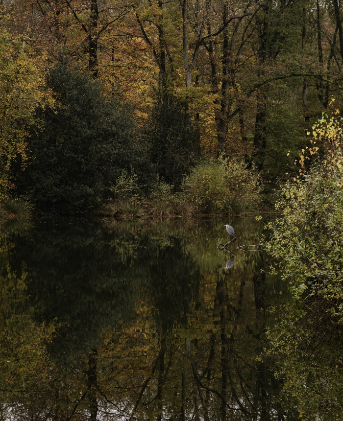 鹭鸟看为鱼秋天彩色的森林与反射的湖荷兰在秋天鹭鸟反射的水秋天彩色的森林