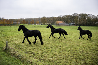三个黑色的马运行场白农场背景三个大黑色的马运行