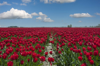 红色的花场与典型的荷兰<strong>郁金香</strong>和<strong>蓝色</strong>的天空与白色云红色的<strong>郁金香</strong>场荷兰与对比天空和云