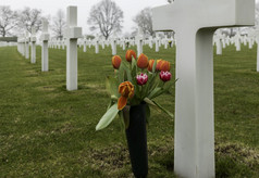 群荷兰郁金香场与树和白色十字架的荷兰美国墓地玛格丽特荷兰的荷兰美国墓地和纪念