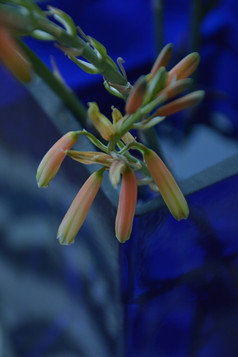 蓝色的玻璃花瓶与橙色芦荟花