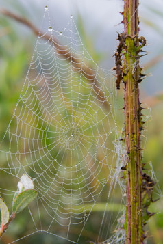 蜘蛛网与露水的早....